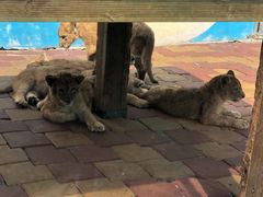 -大连森林动物园