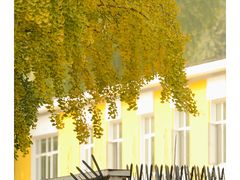 -三里屯东五街银杏大道