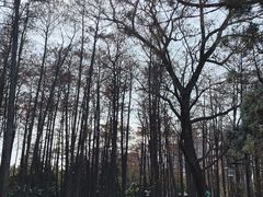 -月湖风景区