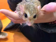 -藦茜花园宠物主题亲子互动体验馆(国顺东路店)