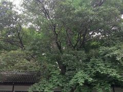 -苏州文庙(姑苏区)