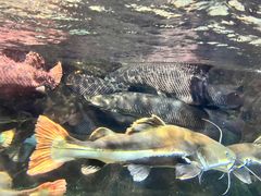 -太平洋海底世界