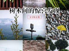 -铁山坪森林公园