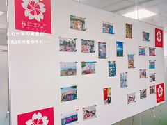 -樱花国际日语(人广中心)