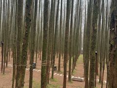 -山王坪喀斯特国家生态公园