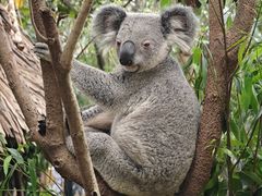 -广州长隆野生动物世界