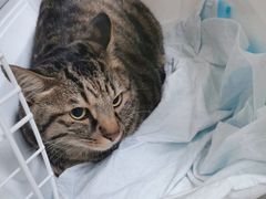 -喜多萌中农锦绣动物医院24H·猫科·牙科MRI·CT