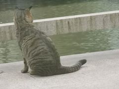 肉丁拌面-有礼有面(知春路店)