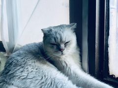 -猫猫幼稚园·撸猫·桌游·电玩