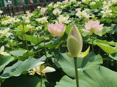 -莲花池公园
