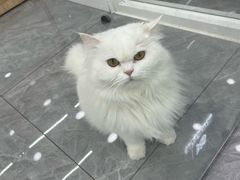 -爱洗澡的猫(天河路店)