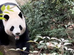 -成都大熊猫繁育研究基地