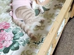 -伟伟宠物医院·CT影像中心·瑞派犬猫综合性门诊(汉口总院)