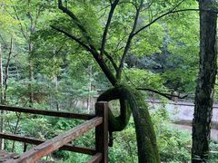 -本溪汤沟绿石谷森林公园
