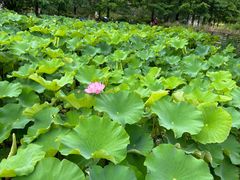 -沐仙湖湿地公园