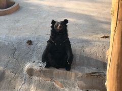 -东方熊牧场