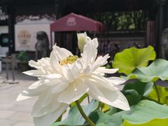 -上海醉白池公园