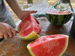 -合肥滨湖国家森林公园