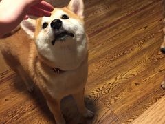 -柴务处·柴犬主题狗咖