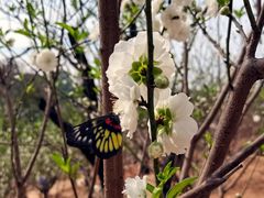 -南国桃园旅游度假区