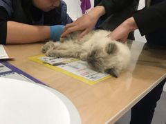-伟伟宠物医院·CT影像中心·瑞派犬猫综合性门诊(汉口总院)