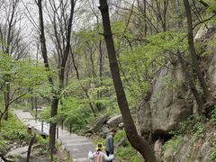 -王顺山国家森林公园