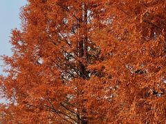 -白鹭湾湿地公园