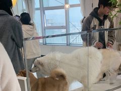 -共舞时光猫咖·狗咖(新街口店)