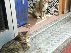 果栏猫-油麻地果栏