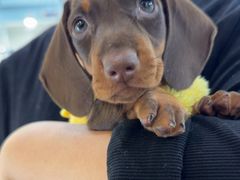 -萌宠之家·腊肠犬·马尔泰·小体犬舍