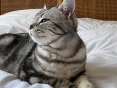 -纳吉亚猫专科动物诊疗中心(蒋宅口分院)