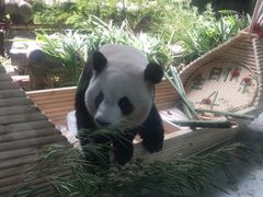-灵玲国际马戏城
