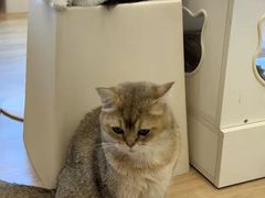 -有喵·猫咖·狗咖·30几只猫10只小狗(岗厦店)