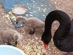 android_upload_pic-北京市海淀外国语实验学校