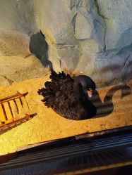 -酷嗒动物文化乐园(cutezoo西溪乐天城店)