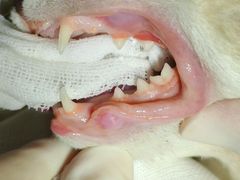 -纳吉亚猫专科动物诊疗中心(蒋宅口分院)