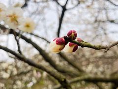 -香雪海