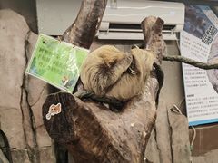 -正佳雨林生态植物园