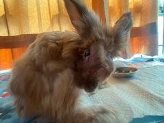 -爱诺耐芙动物医院(万博店)