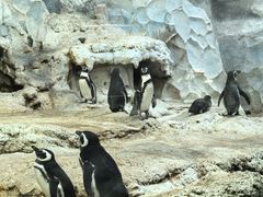 -帝企鹅自助餐厅•儿童岛•真企鹅(长隆企鹅酒店)