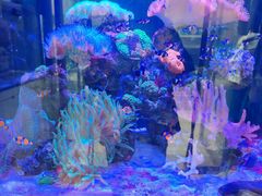 -青石桥花鸟鱼虫市场(叠翠城店)