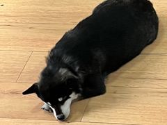-是阿柴呀！柴犬咖啡·爱喵喵猫咖