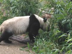 游乐设施-成都大熊猫繁育研究基地