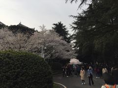 -武汉大学-樱园