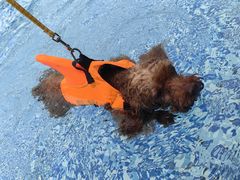 -汪说喵讲宠物乐园宠物酒店(红星美凯龙店)