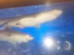 -烟台海昌鲸鲨海洋公园