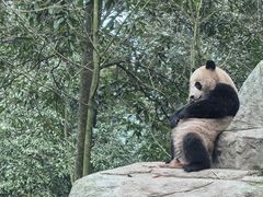 -中国大熊猫保护研究中心雅安碧峰峡基地