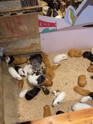 -酷嗒动物文化乐园(cutezoo西溪乐天城店)