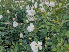 -人民公园(罗湖区)