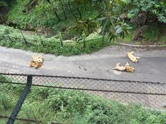 -大连森林动物园